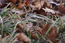 American Woodcock