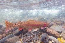 spawning yellowstone cutthroat trout