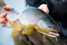 icelandic brown trout