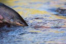 brown trout release