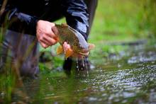 chilean brown trout