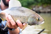 A native Alaskan arctic grayling.