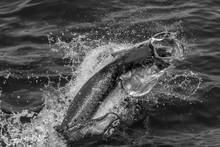 tarpon jumping