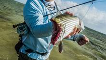 bonefish bitten by shark
