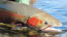 British Columbia Steelhead