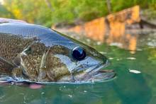 The Neosho bass (photo: Johnny Carrol Sain). neosho bass