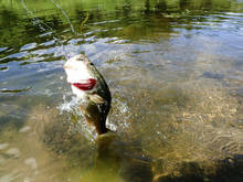 largemouth bass on fly