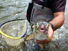 mountain whitefish