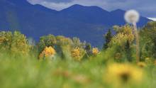 montana backyard