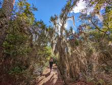 swamp florida