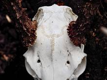 deer skull closeup