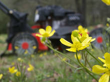 lawnmower wildflowers