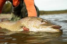 pike canada
