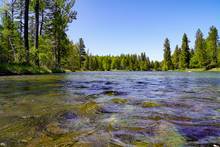 montana trout river