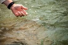 cutthroat trout release