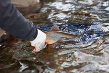 trout release