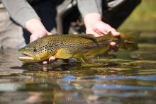 brown trout with reflection