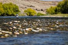 fly fishing for trout