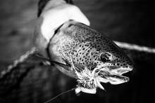 Alaskan Rainbow Trout eats a mouse pattern.