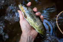 Brown Trout Eating Cicada