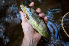 Brown Trout Eating Cicada