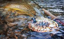 brown trout