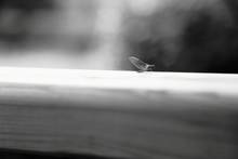 Small mayfly