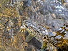 A Nez Perce Creek brown trout