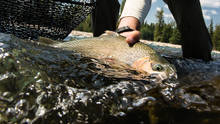 Elk River Cutthroat Trout