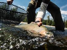 wild cutthroat trout