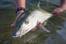 bahamas bonefish gotcha