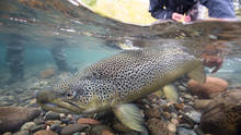 Limay River Brown Trout - Patagonia, Argentina