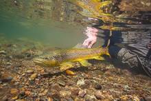 brown trout underwater