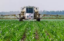 corn field spraying glyphosate