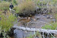 Headwater Trout stream