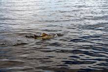 A fly angler leashed to an Everglades snook (photo: Owen Plair).