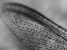 mayfly wing macro