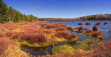 Black Moshannon Wetland