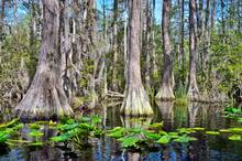 Photo: Timothy J (CC BY2.0). okefenokee swamp