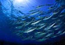 Rainbow runners (Elagatis bipinnulata) at Pearl and Hermes Atoll