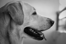 yellow labrador retriever