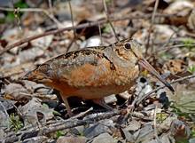 American Woodcock