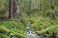 Headwaters Forest Preserve