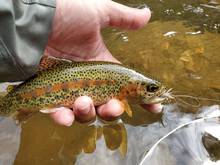 small rainbow trout