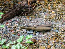 bull trout on redd