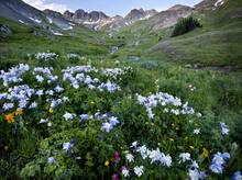 mountains wildflowers