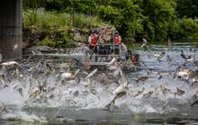 jumping silver carp