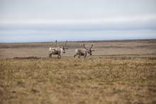 Caribou range on the National Petroleum Reserve in Alaska