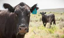 Livestock grazing on U.S. public lands