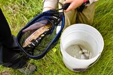 pauite cutthroat trout - silver king creek